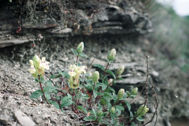 scutellaria verna